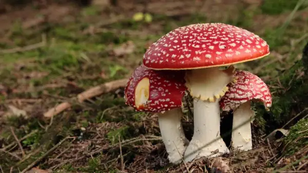 Tres setas rojas con puntos blancos, conocidas como setas venenosas, crecen en el bosque.