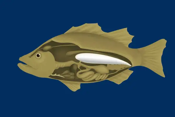 Schnittansicht eines Fisches, die seine inneren Organe und die weiße schwimmblase zeigt, die ihm hilft, im Wasser zu schweben.