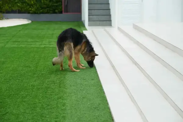 Pastor alemán olfateando césped artificial. Si tu perro hace pipí, así es como limpiar césped artificial de pipí de perro.