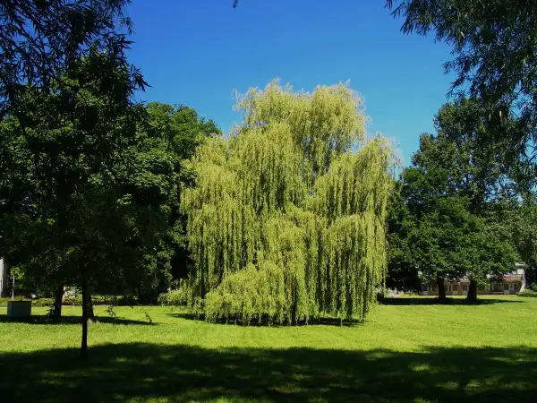 Un sauce llorón, un árbol de hoja perenne, ofrece sombra en un día soleado. Otros árboles de sombra rodean el césped verde.
