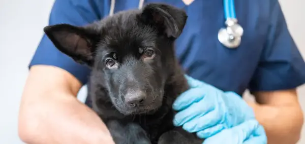 A black German Shepherd puppy is held by a veterinarian wearing blue gloves and a stethoscope, ready for its dog vaccines.