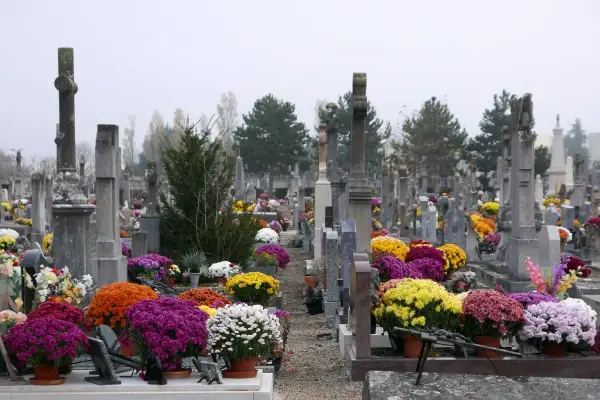 Jakie kwiaty na cmentarz zimą? Odkryj odporne rośliny na mróz
