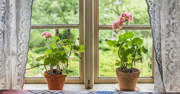 Två rangliga pelargoner med rosa blommor står i krukor på en fönsterbräda. Utanför fönstret syns en grönskande trädgård.