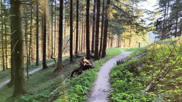 Ścieżka w lesie, tworząca pętlę, prowadzi przez gęsty las iglasty. Słońce przebija się przez drzewa, oświetlając zieloną roślinność.