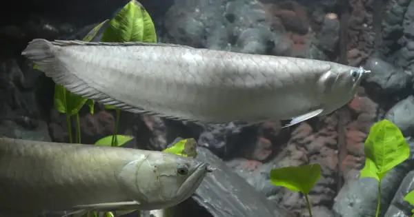 Dwa srebrzyste arowany pływają w akwarium w Oceanarium Toruń.