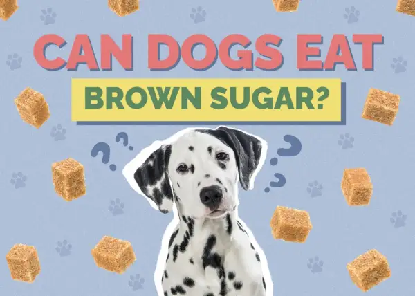 A Dalmatian dog looks confused surrounded by brown sugar cubes and question marks, asking "Can dogs have brown sugar?