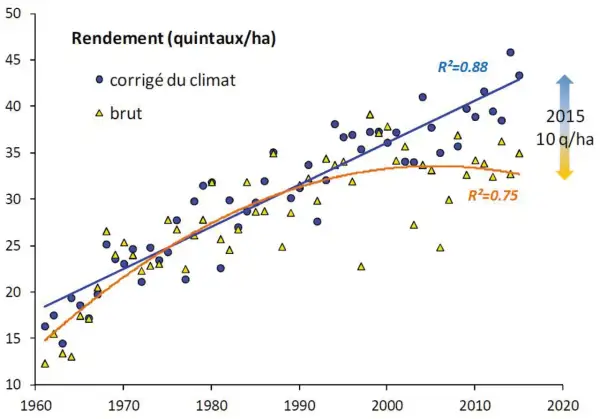 Graphique montrant l'évolution du rendement du blé tendre de 1960 à 2020. Les points bleus représentent le rendement corrigé du climat, les triangles jaunes le rendement brut.