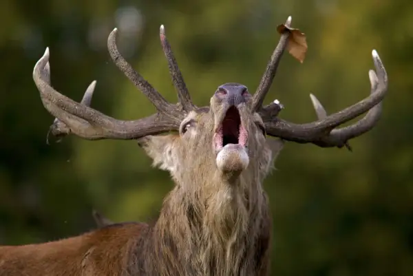 Un ciervo macho con astas impresionantes emite un potente bramido, anunciando la llegada de **la berrea** en el bosque.