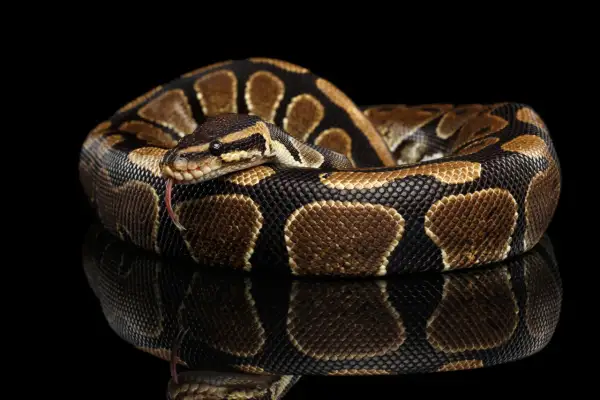 Python Królewski: Jak wybrać i wyposażyć idealne terrarium?