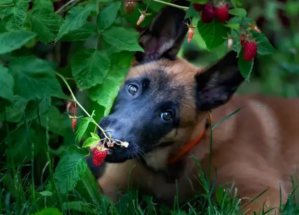 Szczeniak belgijskiego owczarka malinois próbuje maliny prosto z krzaka. Czy pies może jeść maliny? Ten maluch zdaje się być zachwycony!