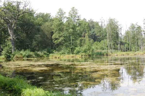 Spokojne stawy w Leśnicy, otoczone bujną zielenią drzew i odbijające się w wodzie, tworzą malowniczy krajobraz.