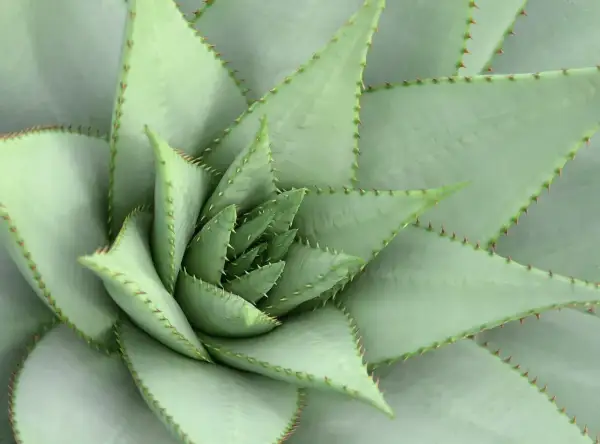 Close-up van een succulente plant met stekelige bladranden, die de veerkracht symboliseert bij hsp psychosomatische klachten.