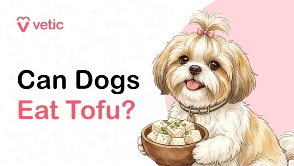 A cute Shih Tzu dog holds a bowl of tofu, asking "Can Dogs Eat Tofu?".