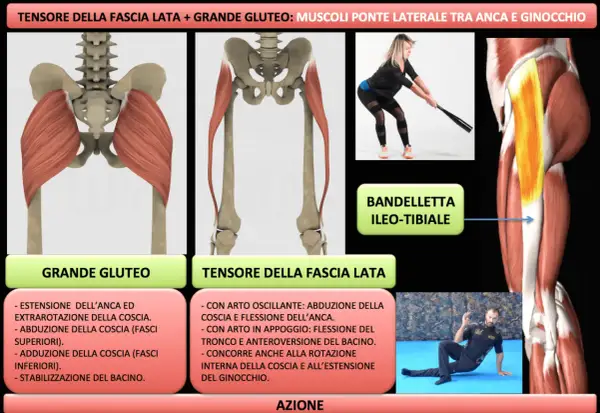 Anatomia del grande gluteo e del tensore della fascia lata, con esercizi per rafforzare i muscoli.