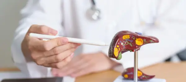 Lekarz wskazuje na model wątroby, omawiając chemioterapię na przerzuty do wątroby.