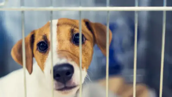 Adopcja szczeniaka ze schroniska: Znajdź i przygotuj idealny dom