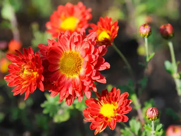 Leuchtend rote, winterharte Chrysanthemen blühen im Sonnenschein. Ihre gelben Zentren strahlen Wärme aus, während Knospen auf weitere Blüten warten.
