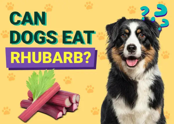 A dog sits next to rhubarb stalks and leaves with question marks above its head.