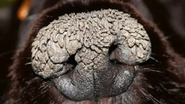 Primer plano de la nariz de un perro con hiperqueratosis en las almohadillas, mostrando un crecimiento escamoso y rugoso.