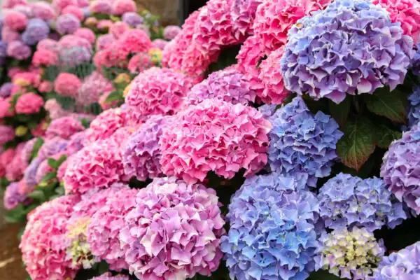 Un tripudio di fioritura ortensie rosa, viola e blu, un tappeto di petali che incanta lo sguardo.