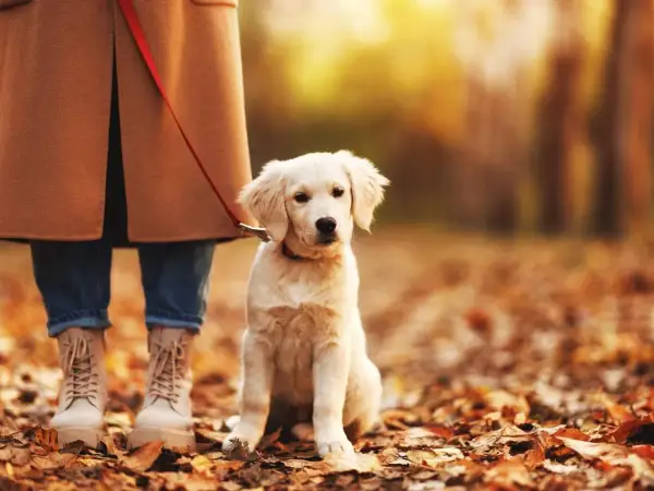Szczeniak golden retriever siedzi przy nodze właściciela na tle jesiennych liści. Idealny moment, by nauczyć psa chodzić przy nodze.