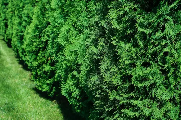Gęsty żywopłot z soczystych, zielonych tui. Widać, że tuje są zdrowe, pełne życia i pięknie się rozrastają, tworząc naturalną barierę.