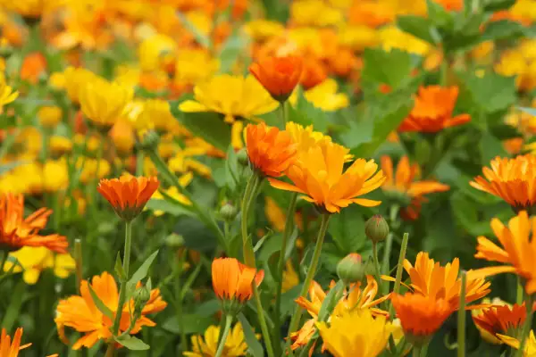 Campo fiorito di calendule arancioni e gialle. Informarsi sulle calendula controindicazioni prima dell'uso.