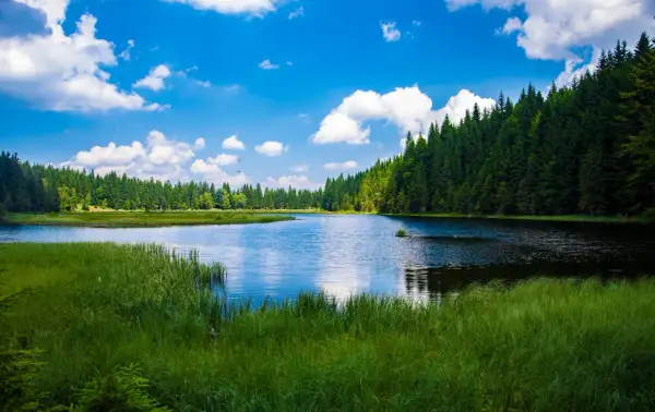 Spokojne jezioro otoczone lasem, z bujną zielenią na pierwszym planie. To jedno z magicznych miejsc Kujawsko-Pomorskiego.