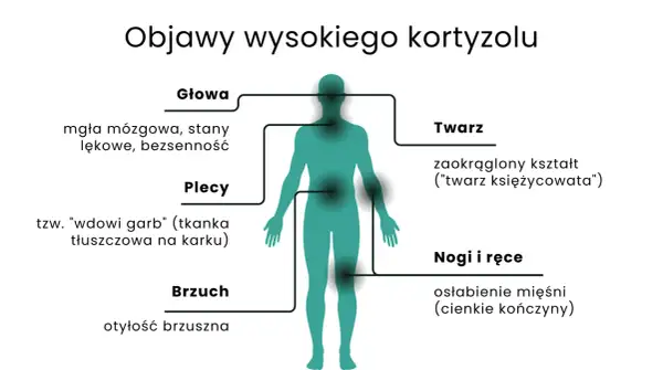 Objawy wysokiego kortyzolu: mgła mózgowa, "twarz księżycowata", garb, otyłość brzuszna, osłabienie mięśni.