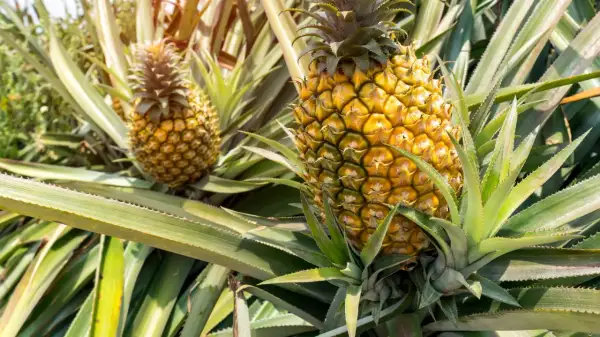 Reife Ananas erkennen: goldgelbe Schale, leicht nachgiebig. Hier wachsen sie im Sonnenschein.