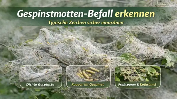 Dichte Gespinste bedecken einen Ast, darin viele Raupen. Die gespinstmotte raupe ist nicht giftig, aber schädlich für Pflanzen.