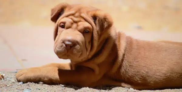 Uroczy szczeniak rasy shar pei leży na ziemi, jego pomarszczona głowa skierowana w stronę obiektywu.