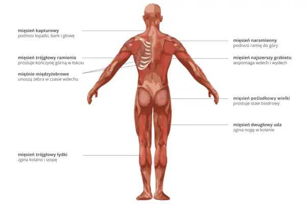 Anatomia człowieka: widok z tyłu ukazujący wszystkie mięśnie, ich nazwy i funkcje, np. mięsień naramienny podnoszący ramię.