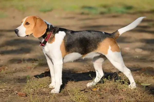 Trójkolorowy myśliwski pies gończy, beagle, stoi na ziemi, czujnie obserwując otoczenie.