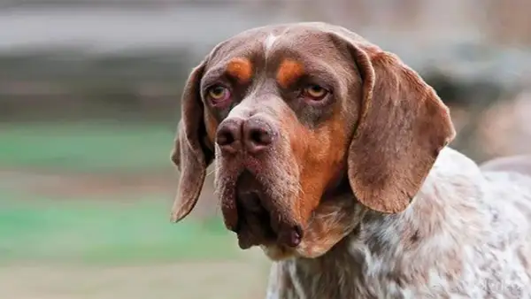 Un perro pachón de pelaje moteado y orejas caídas mira atentamente.