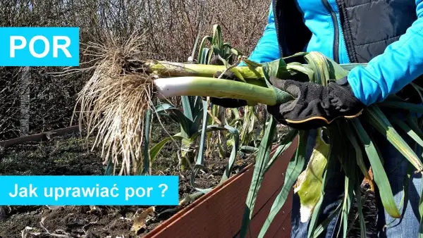 Kiedy sadzić sadzonki pora do gruntu, aby uniknąć nieudanych zbiorów