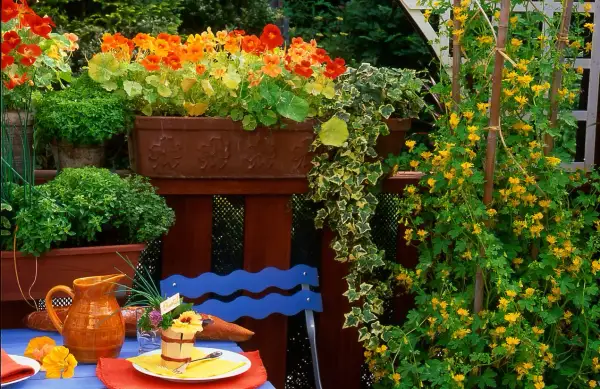 Kolorowe kwiaty nasturcji jadalnej zdobią balkon. Obok pnąca z żółtymi kwiatkami i zielone zioła.