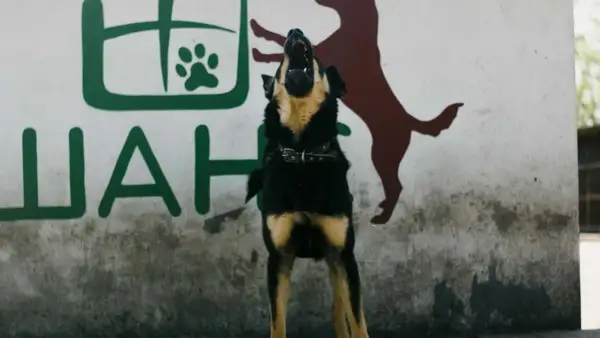 Perro ladrando frente a mural. ¿Cómo hacer que un perro deje de ladrar?
