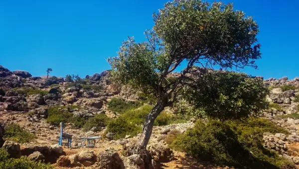 Un arbre solitaire sur une crête rocheuse en Crète, invitant à une pause lors d'une randonnée. Un siège bleu attend.