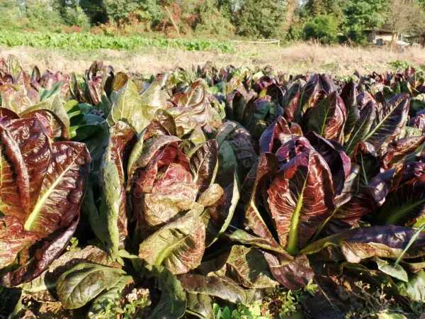 Un campo di radicchio rosso, con le sue foglie croccanti e colorate, annuncia la **radicchio stagione**.
