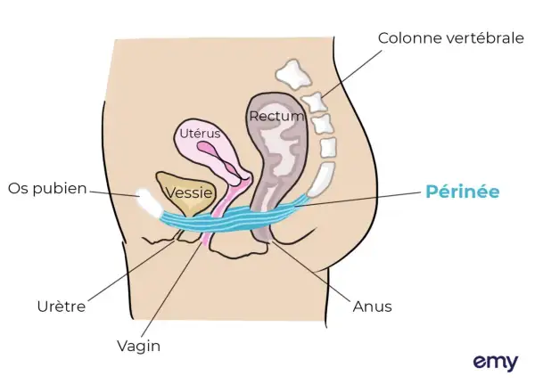 Schéma anatomique du pelvis féminin. La vessie, l'utérus, le rectum et le périnée sont représentés. Ce schéma peut aider à comprendre l'urgenturie femme traitement.