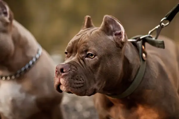 Czy pitbull jest groźny? Ten brązowy pies na smyczy patrzy czujnie, obok niego drugi pies w łańcuchu.