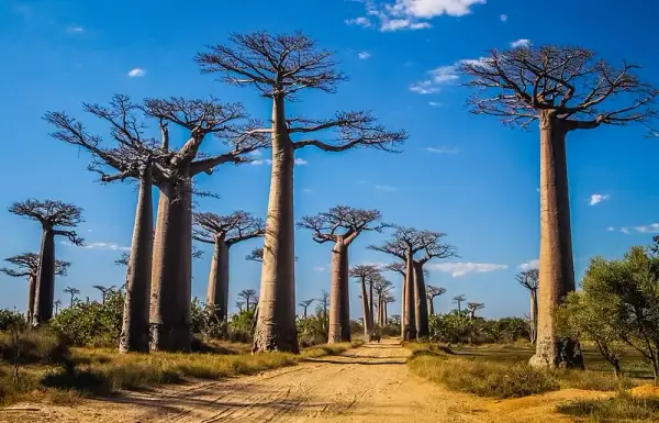 Atrakcje Madagaskar – odkryj niezwykłe miejsca i unikaj rozczarowań
