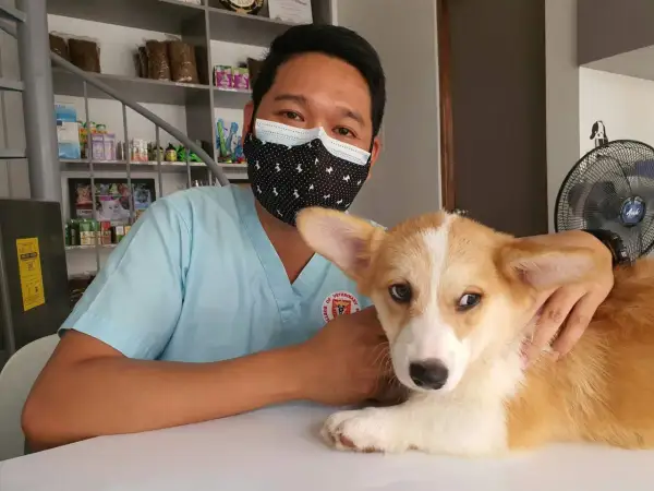 Weterynarz w maseczce uspokaja corgi, który ma kaszel u psa z odruchem wymiotnym.