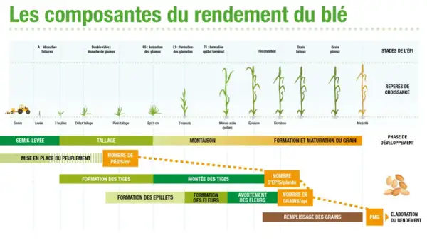 Schéma illustrant les étapes de croissance du blé, de la semence à la maturité, et les facteurs influençant le rendement.
