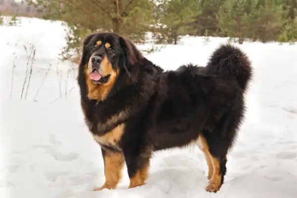 Ein majestätischer Do Khyi steht im Schnee, sein dichtes Fell schützt ihn vor der Kälte.