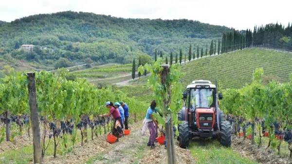 Zbiory winogron na wzgórzach Toskanii. Pracownicy zbierają winogrona do wiader, a obok stoi traktor, gotowy do transportu. Powstanie z nich pyszne wino santo.