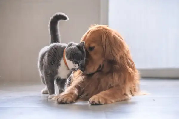 Ein süßer Hund und eine Katze kuscheln innig. Der Hund liegt entspannt, während die Katze ihn liebevoll mit der Nase berührt.