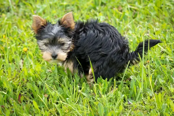 Szczeniak Yorkshire Terrier na trawie.
