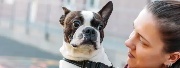 A Boston Terrier, a special needs dog, looks up at its owner with big, expressive eyes.